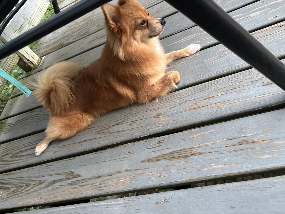 Found Dog Bella