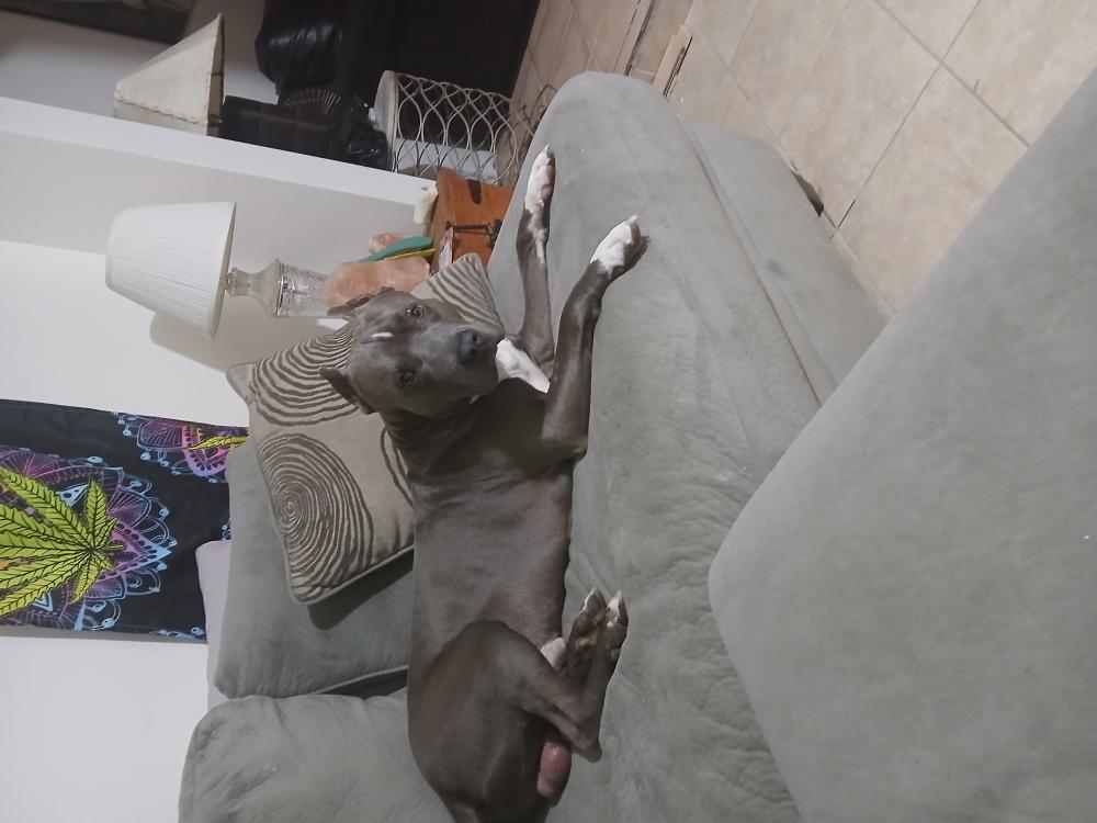 Found Dog Kidd
