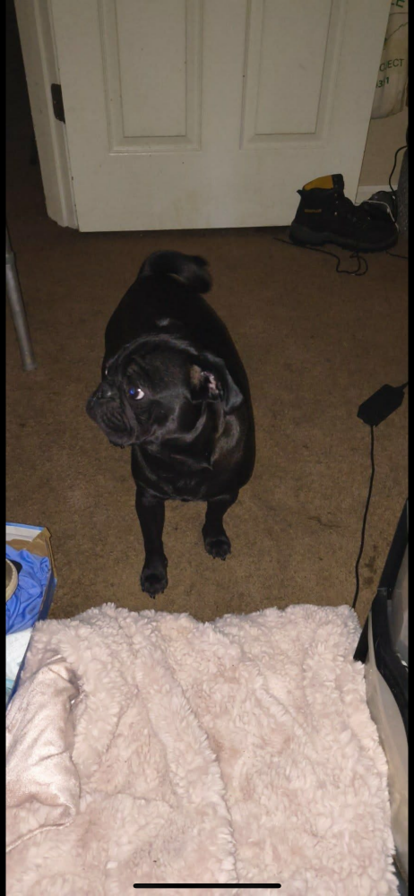 Found Dog Asher