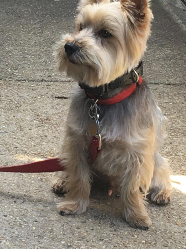 Found Dog Jesse