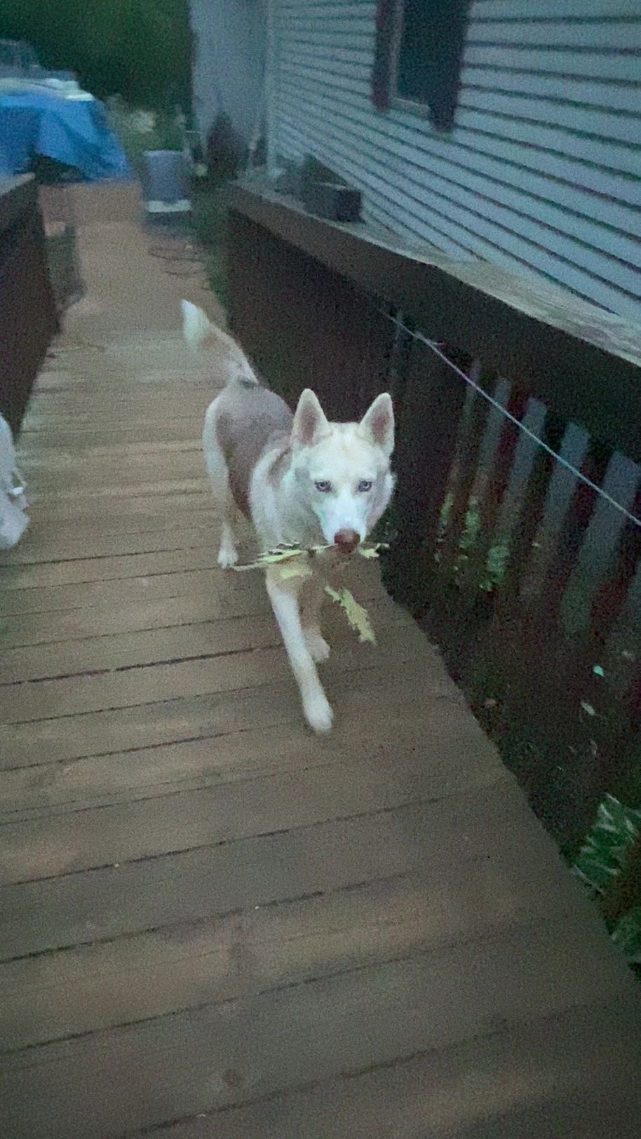 Found Dog Denali aka Bubba