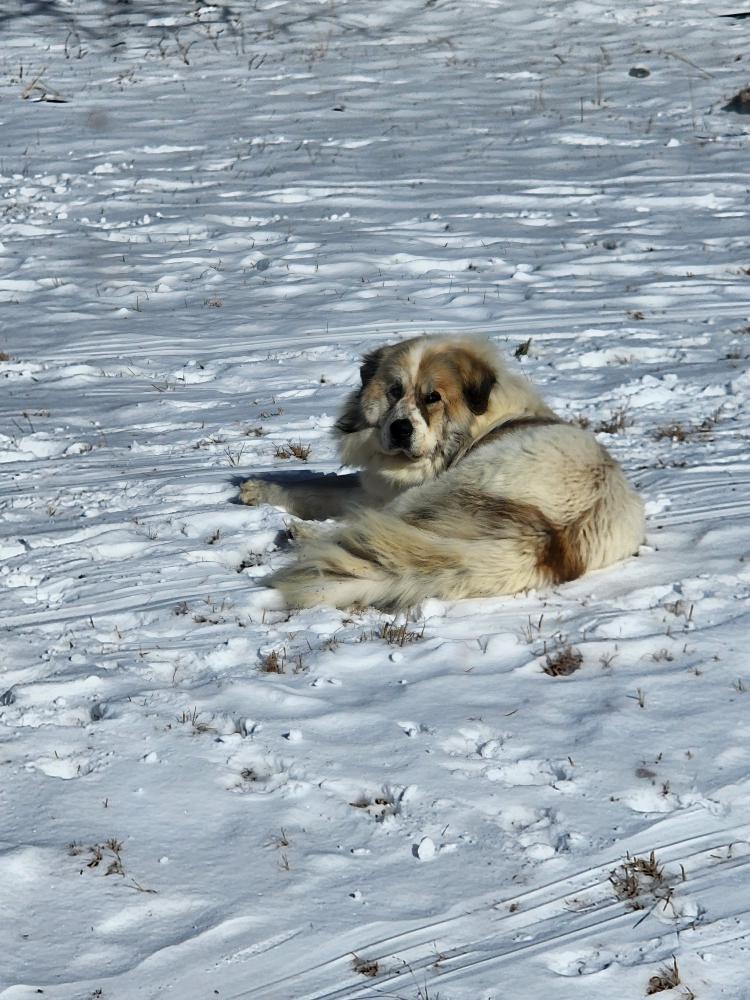 Found Dog Oscar