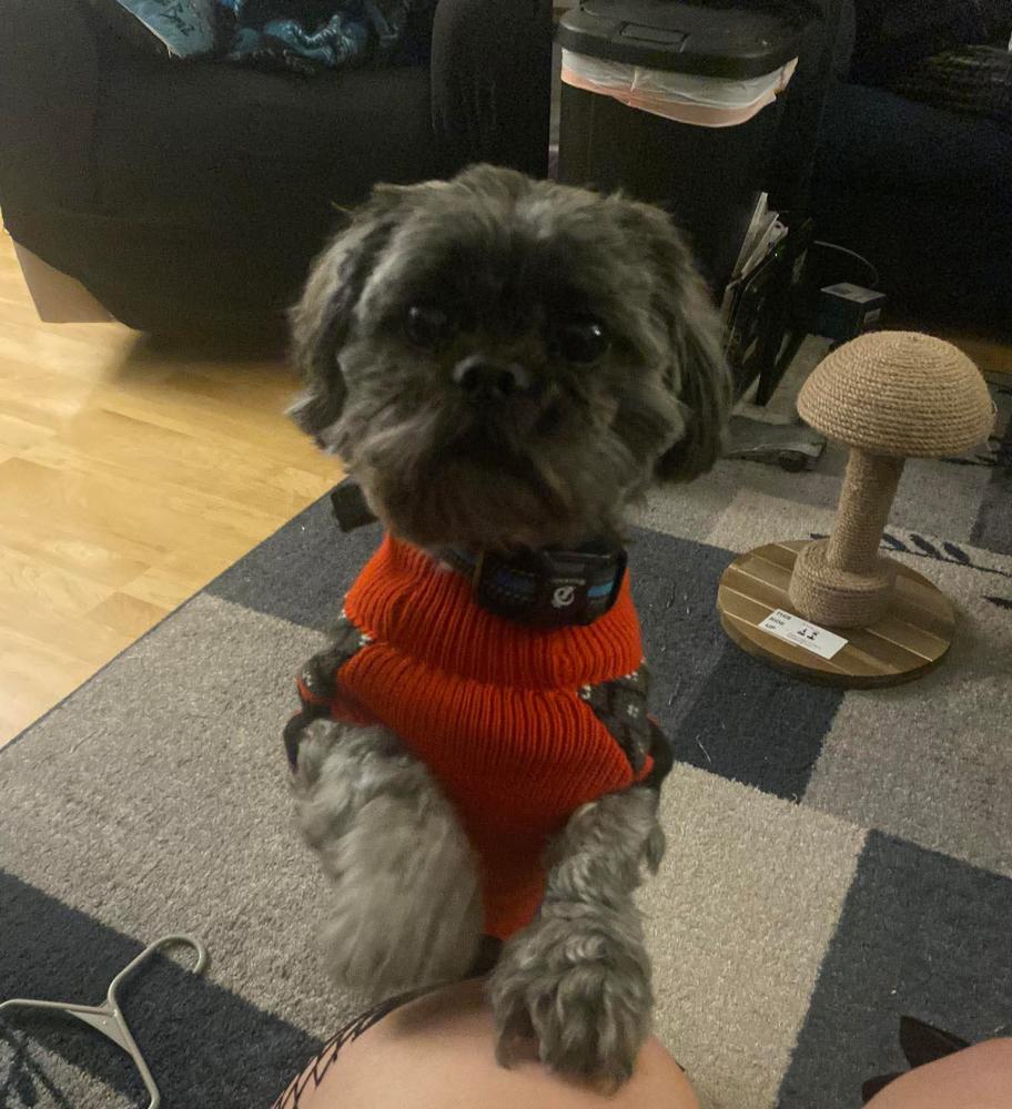 Found Dog Ogimaa