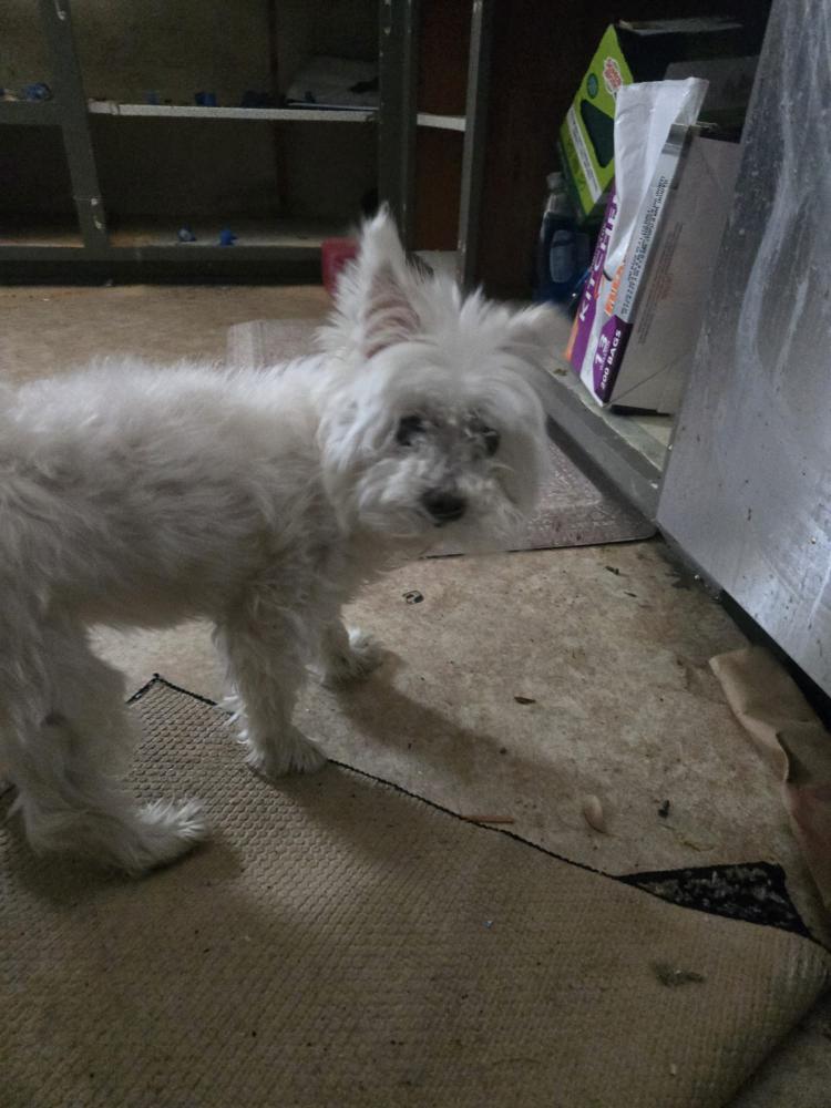 Found Dog Mimi