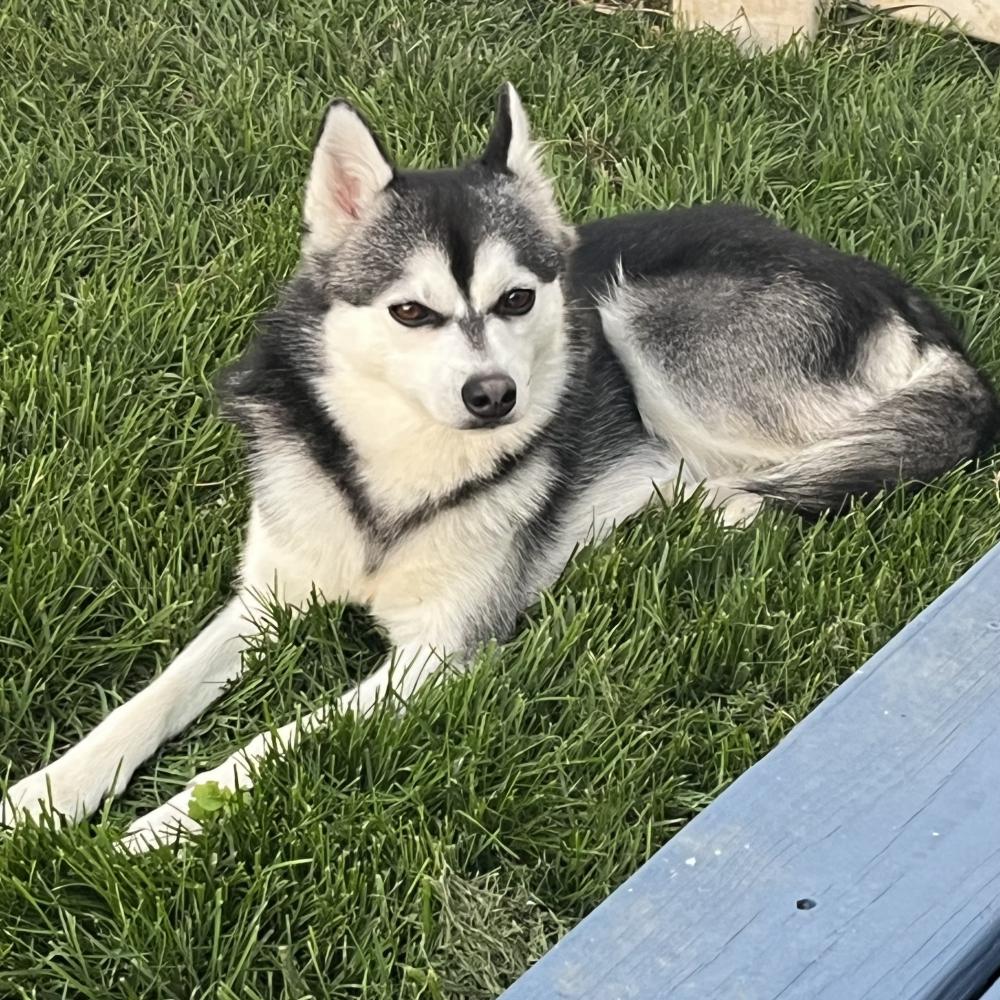 Found Dog Kai