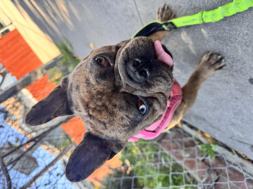 Found Dog Unknown