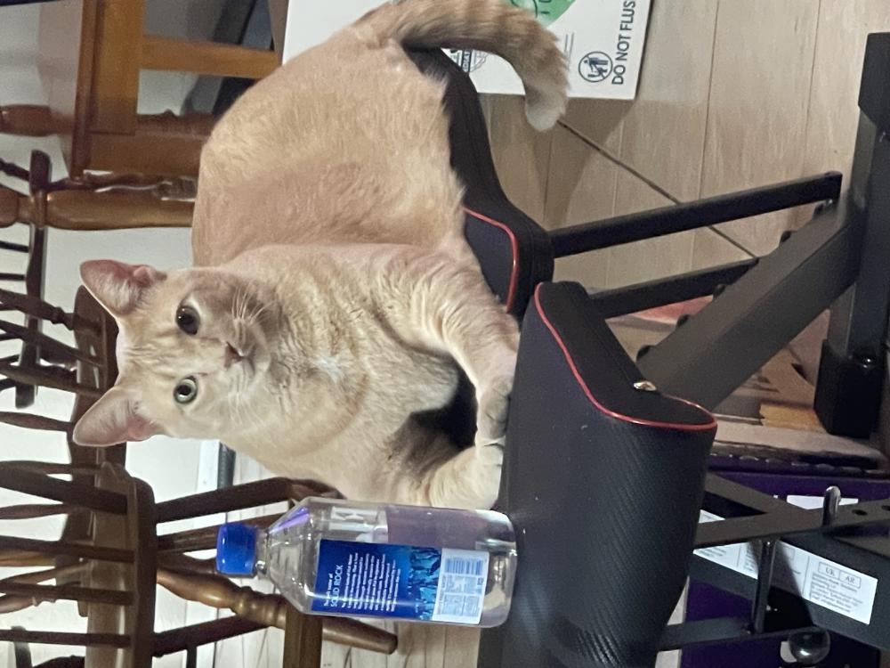 Found Cat King