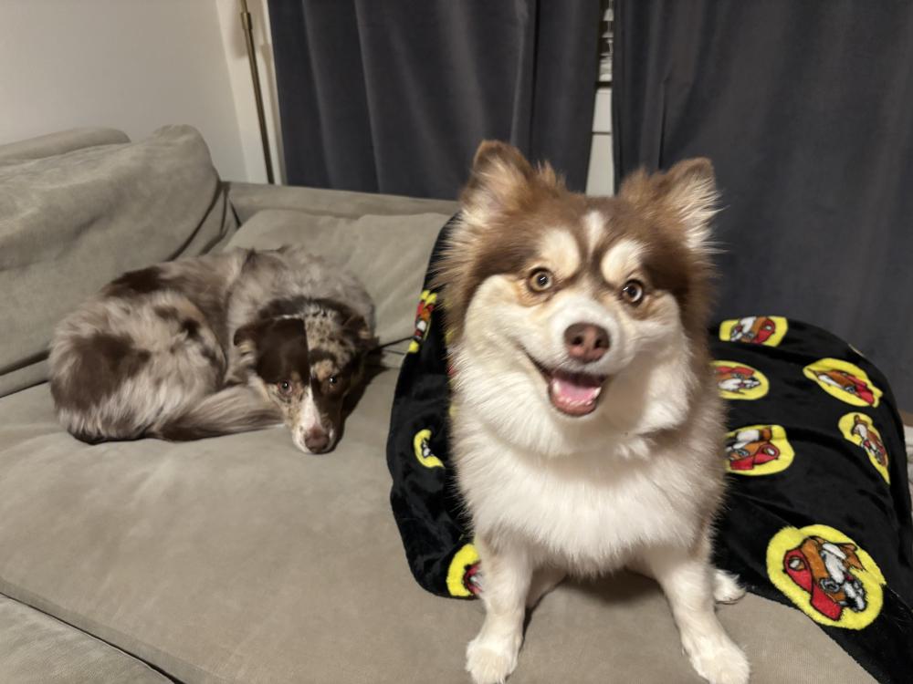 Found Dog Luna & Blaze