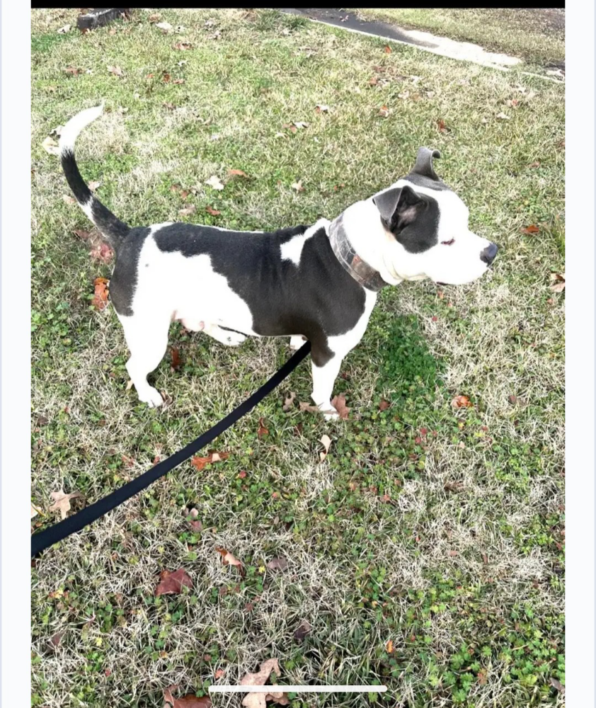 Found Dog Ki-lo