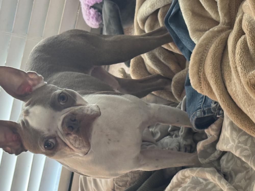 Found Dog Pakkun