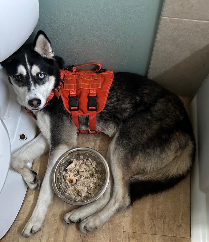Found Dog Axel