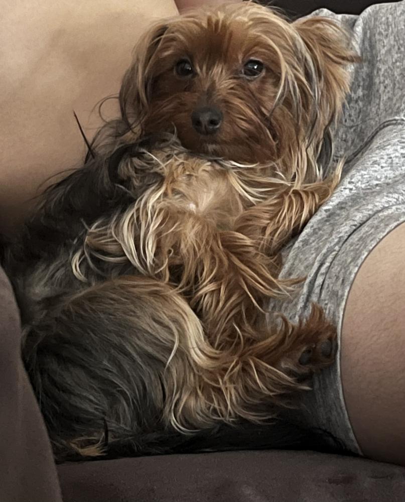 Found Dog Nina