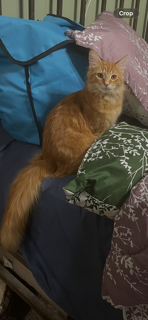 Found Cat Boone