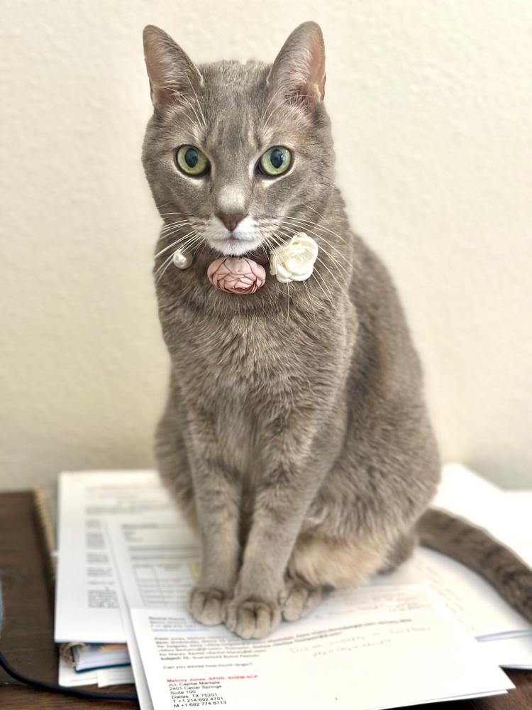 Found Cat Rue
