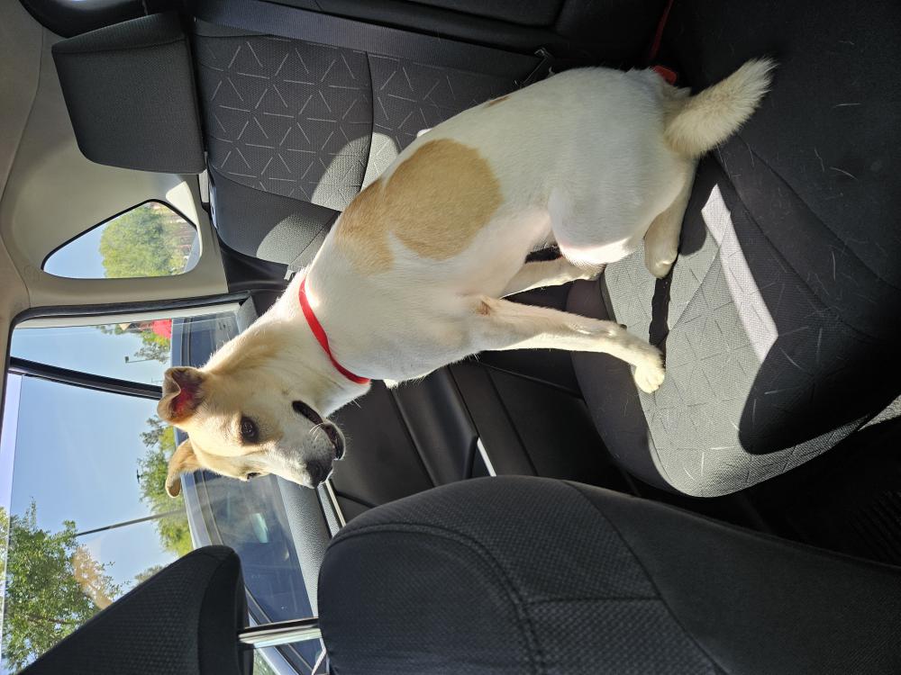 Lost Dog Basenji in RIVERSIDE, CA - Lost My Doggie