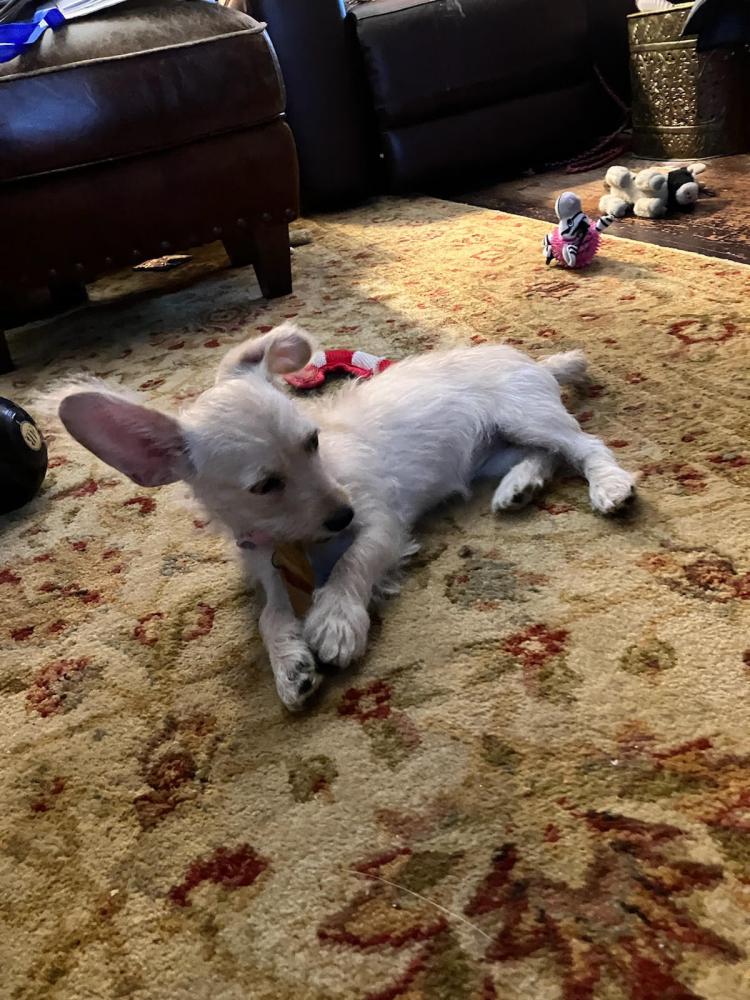 Lost Dog Mixed Breed in SAN ANTONIO, TX - Lost My Doggie
