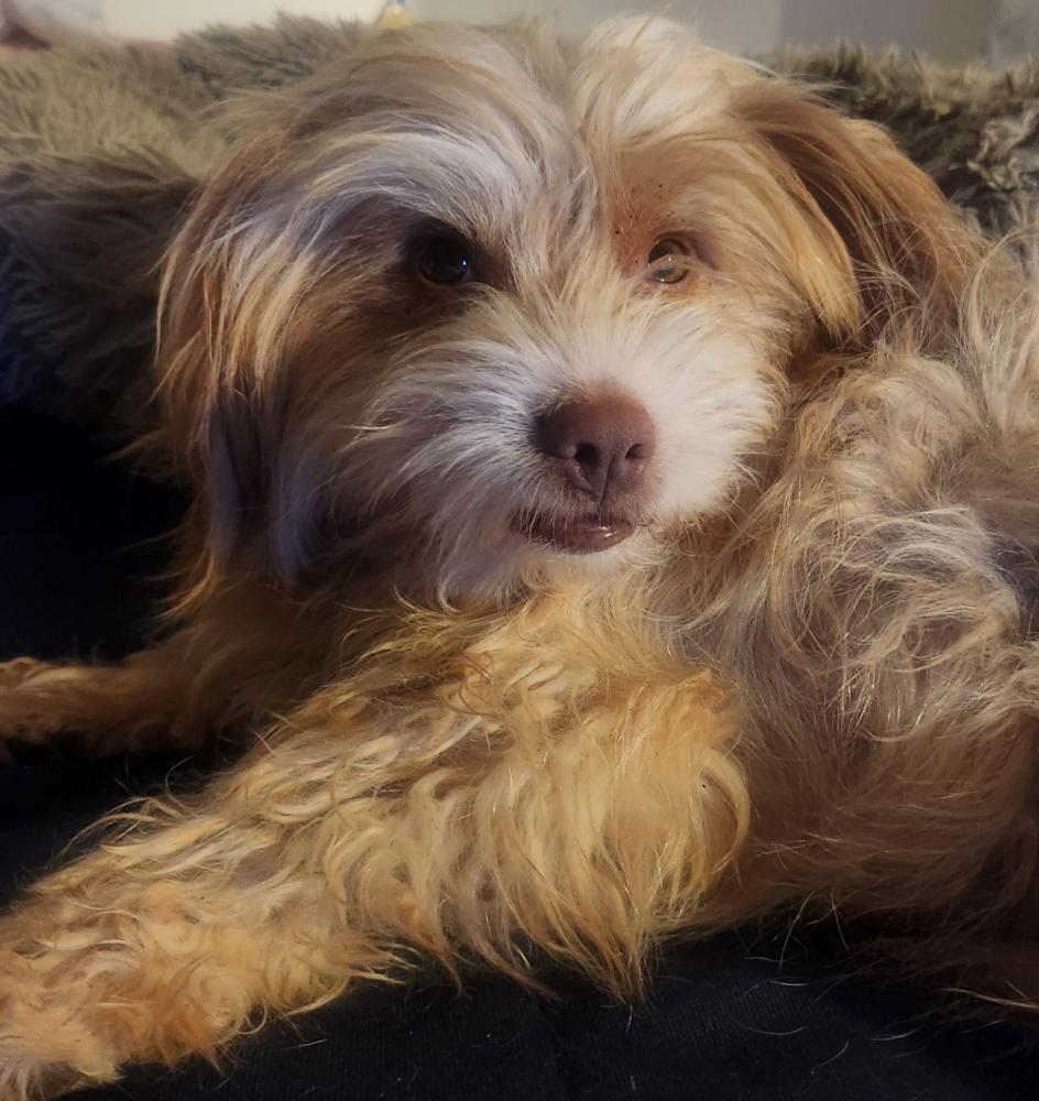 Lost Dog Terrier Mix in ABILENE, TX - Lost My Doggie