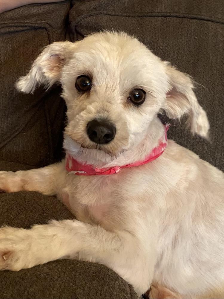 Lost Dog Mixed Breed in NORWALK, CA - Lost My Doggie