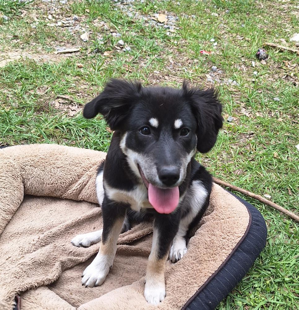 Lost Dog Mixed Breed in PELL CITY, AL - Lost My Doggie