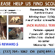2nd Image of Scout, Lost Dog