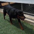 2nd Image of Black Bear, Lost Dog