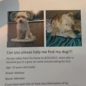 2nd Image of Monster, Lost Dog