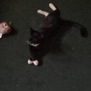 2nd Image of mickey, Lost Cat