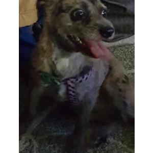 Lost Dogs In Richmond Hill Ga Lost My Doggie
