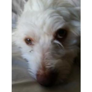 2nd Image of Toby, Lost Dog