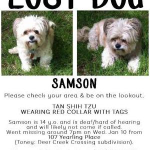 2nd Image of Samson, Lost Dog