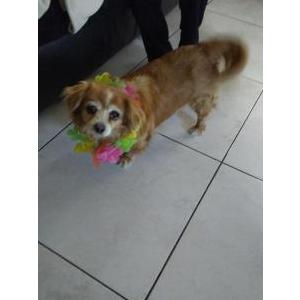 2nd Image of Pelusa, Lost Dog