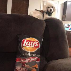 2nd Image of EDISON, Lost Dog