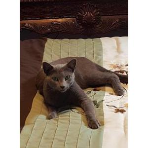 2nd Image of Boris, Lost Cat