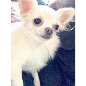 2nd Image of Ellie May, Lost Dog