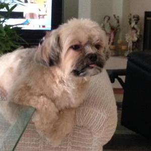 2nd Image of Nala Rae, Lost Dog