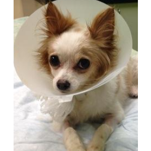 2nd Image of Diamond, Lost Dog