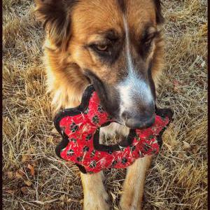 2nd Image of Bowie & Rosie, Lost Dog