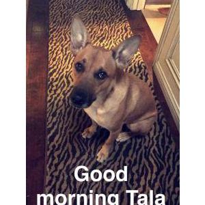 2nd Image of Tala, Lost Dog