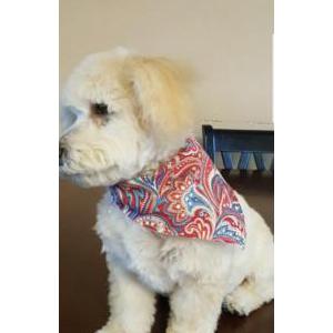 2nd Image of Minimum, Lost Dog