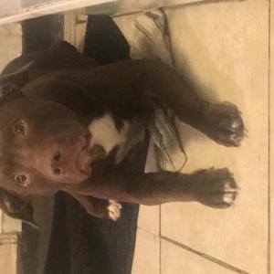 Lost Dogs In Calabash Nc Lost My Doggie