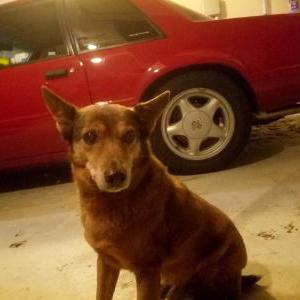 2nd Image of Red fox, Lost Dog
