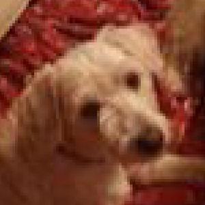 2nd Image of Buster, Lost Dog