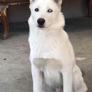 2nd Image of Cody, Lost Dog