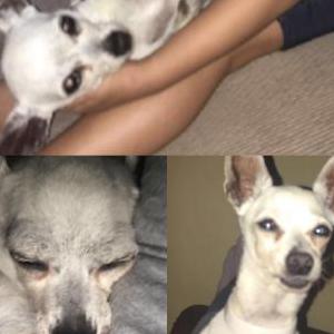 2nd Image of Chiquita, Lost Dog