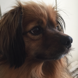 2nd Image of Coffee, Lost Dog