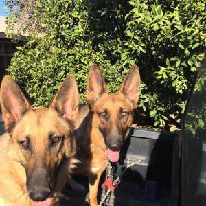 2nd Image of Pepper & Polly, Lost Dog