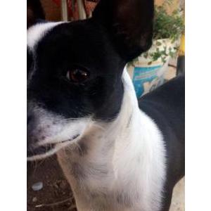 lost dogs in san