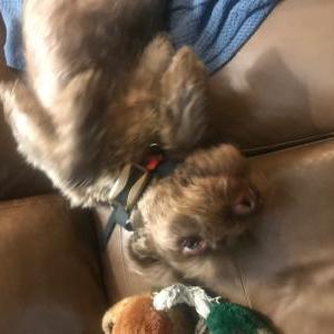 2nd Image of Harry, Lost Dog