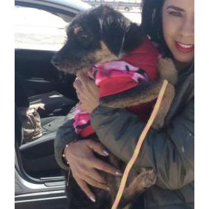 2nd Image of Luna, Lost Dog