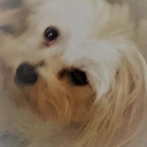 2nd Image of LOLA, Lost Dog